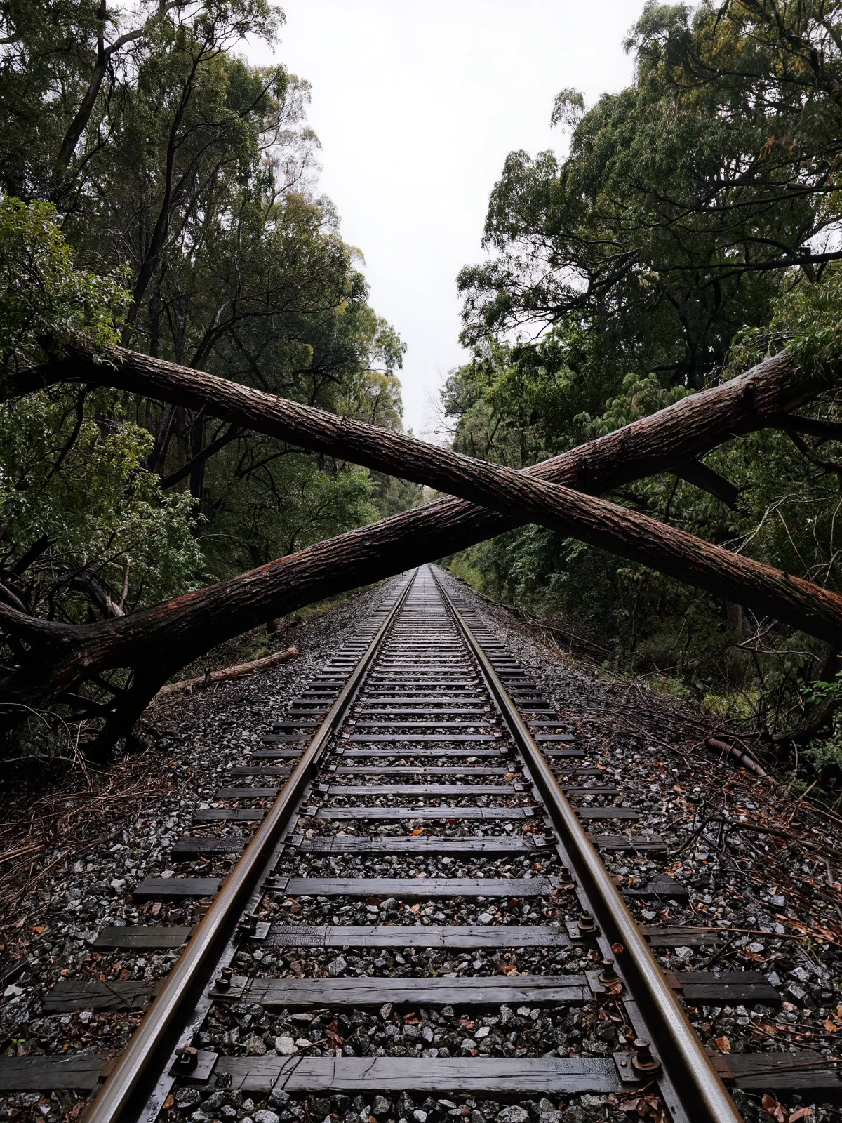 Fallen trees lying across a woodland railway track after a storm